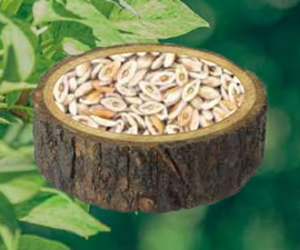 Psyllium Husk (Isabgol)